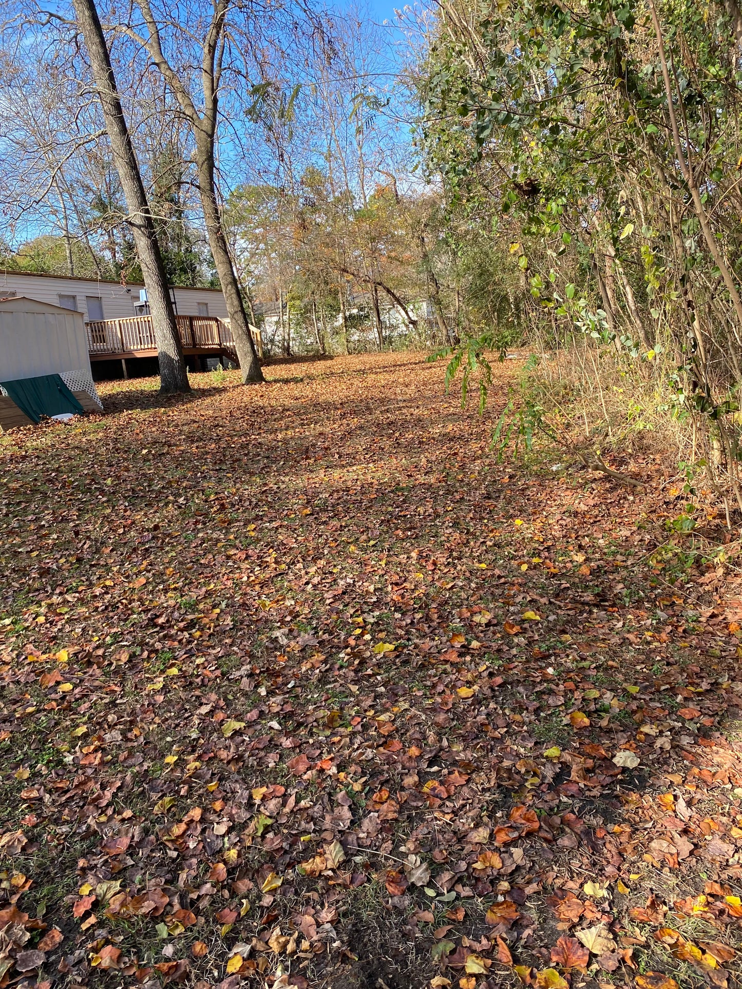 Leaf & Pinestraw Cleanup