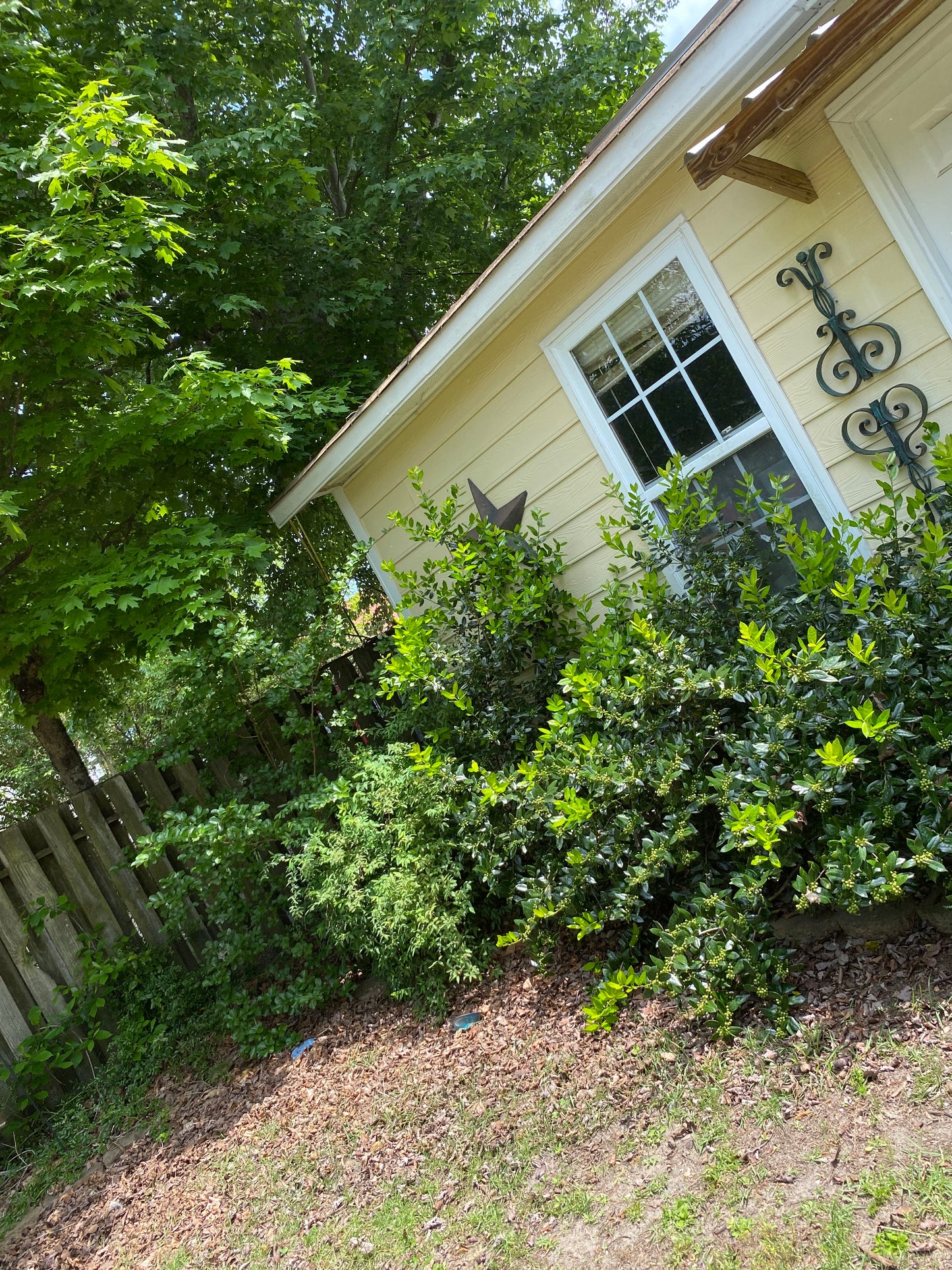 Hedge Trimming