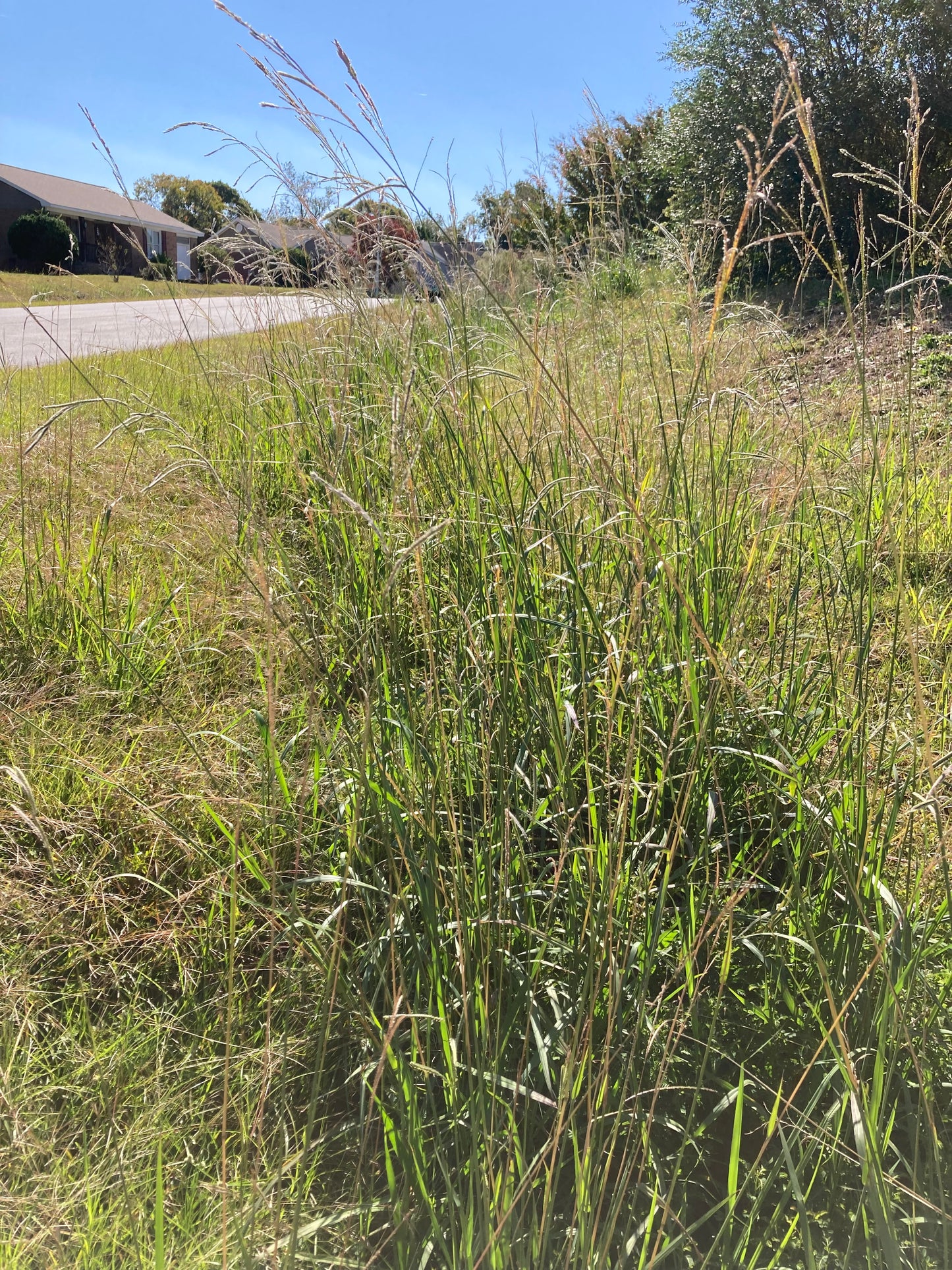 Initial Cuts (Tall Grass)