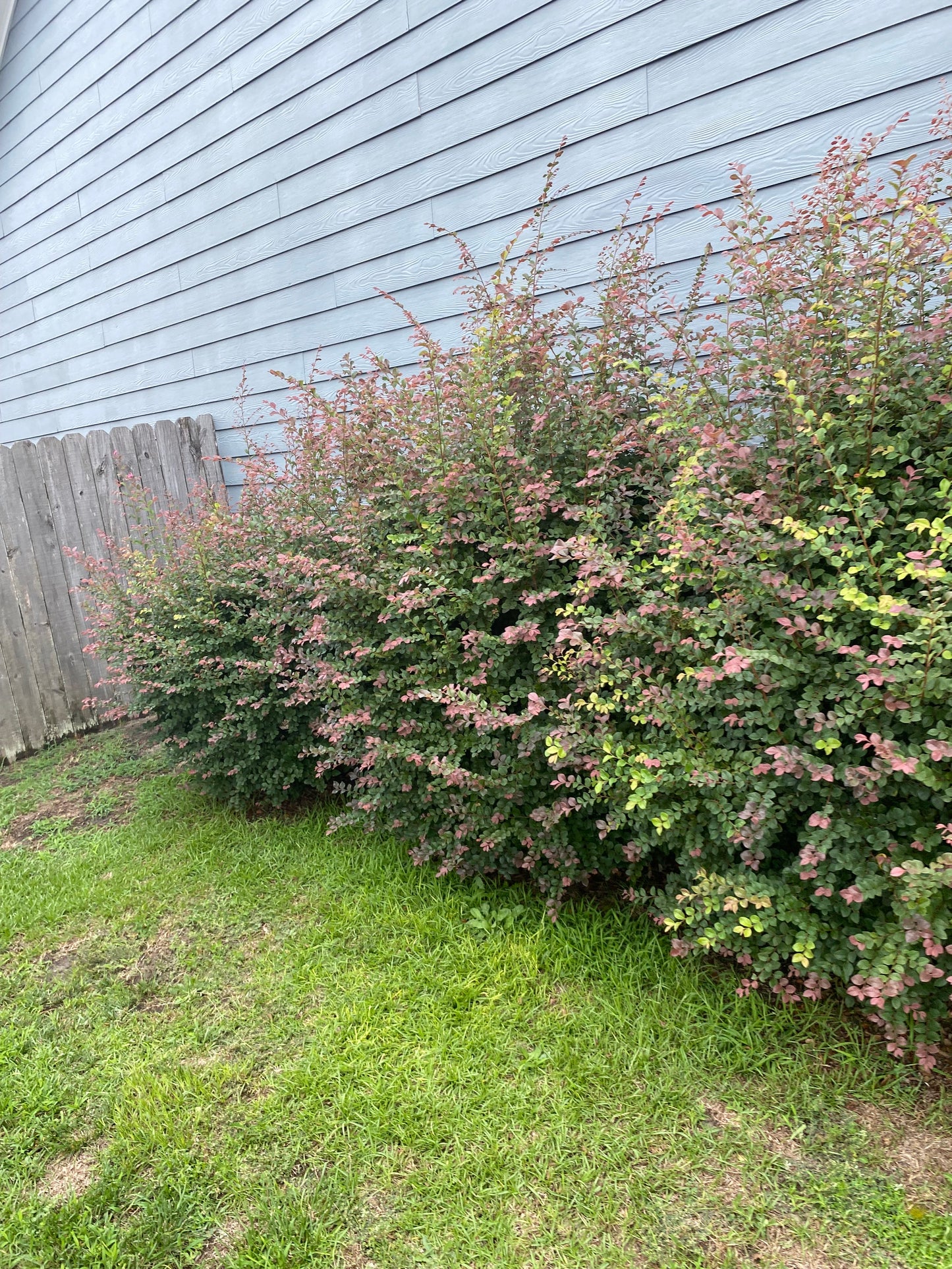 Hedge Trimming