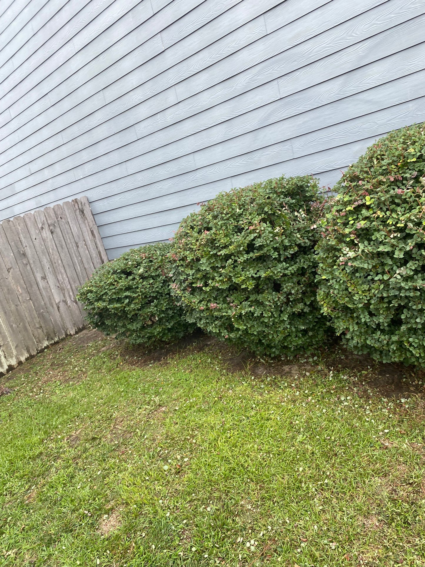 Hedge Trimming